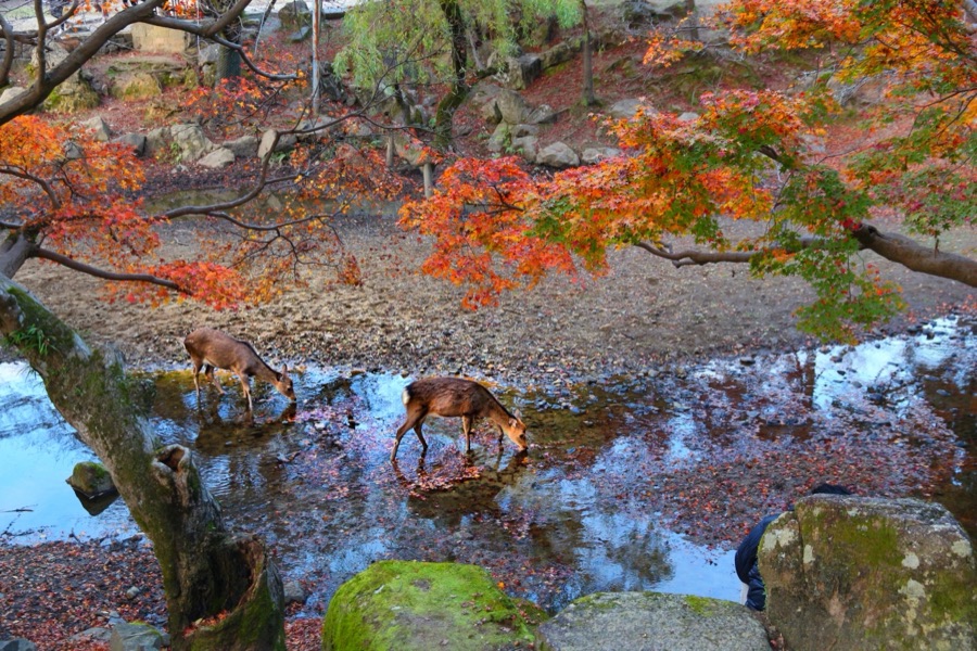 Ciervos del parque de Nara en otoño